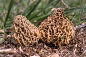 Morels are difficult to find, but high in iron and vitamin D.