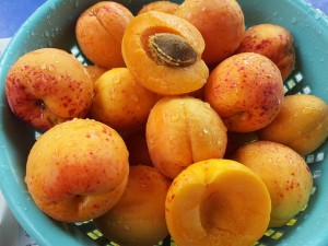 Apricots are in season from May - August in the US. 