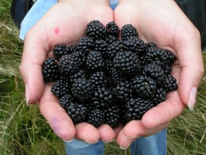 Boysenberries are similar to blackberries and pack a nutritional punch. 