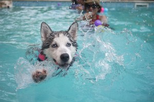 10 summer safety tips for your dog