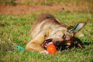 10 tips for keeping dogs safe in summer